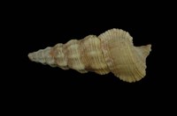 藏品(黃蟹守螺)的圖片